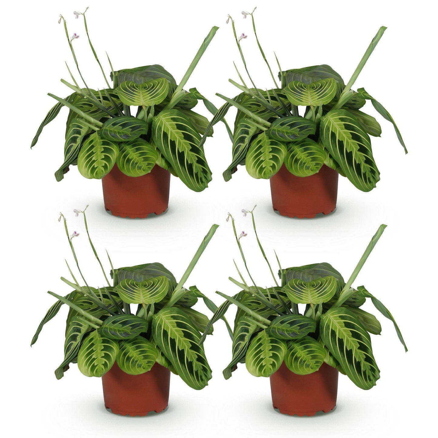 Quatre Maranta Fascinator Lemon Lime aux feuilles vert clair et foncé, présentant des motifs rayés distinctifs, dans des pots de culture