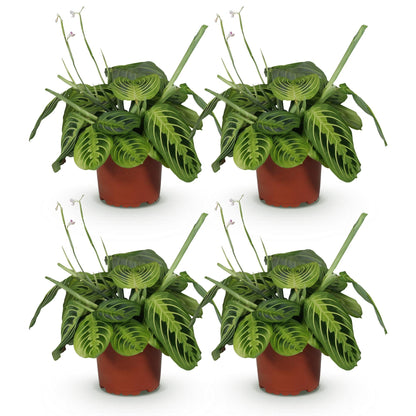 Quatre Maranta Fascinator Lemon Lime aux feuilles vert clair et foncé, présentant des motifs rayés distinctifs, dans des pots de culture