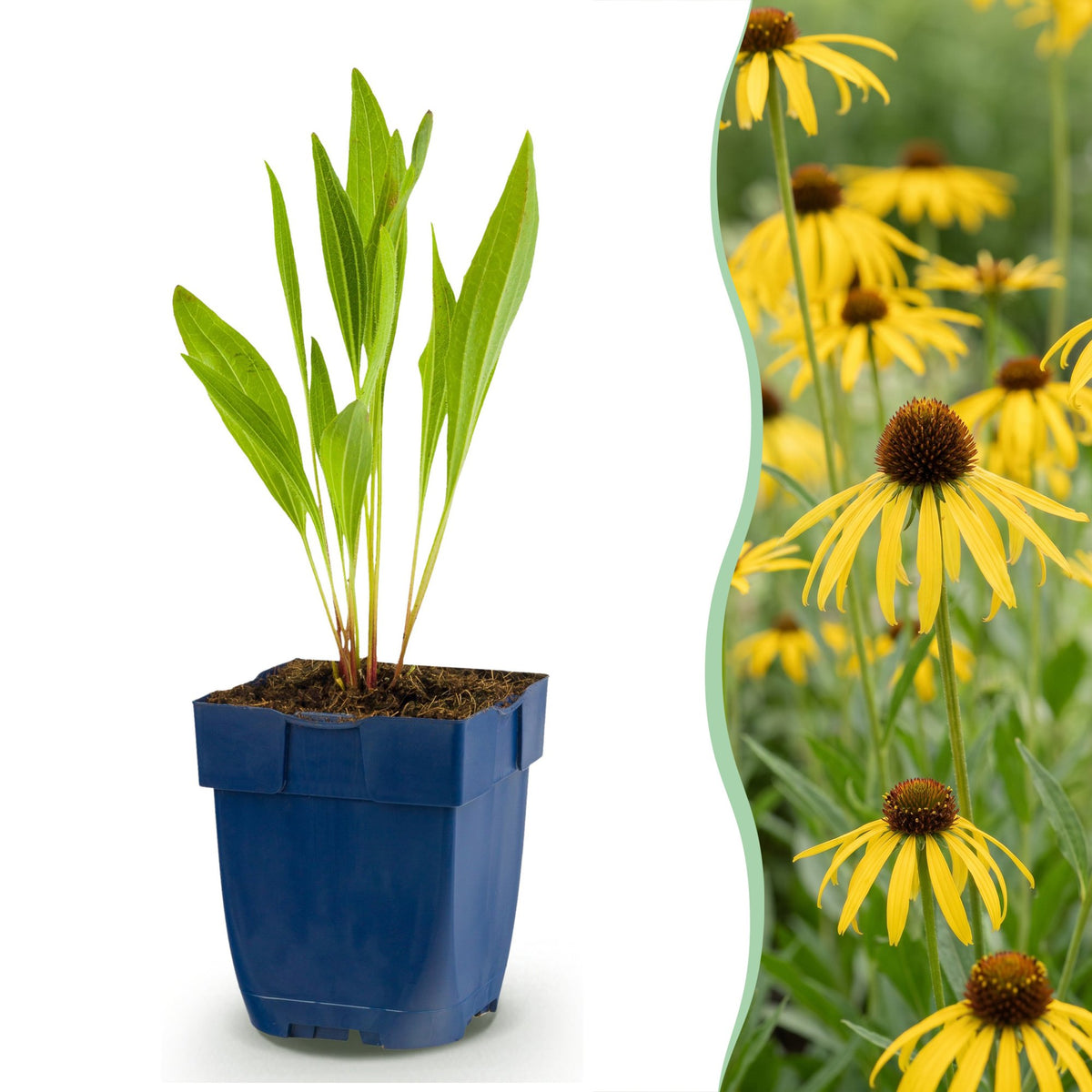 Échinacée jaune en pot de 11 cm et détail du feuillage et des fleurs
