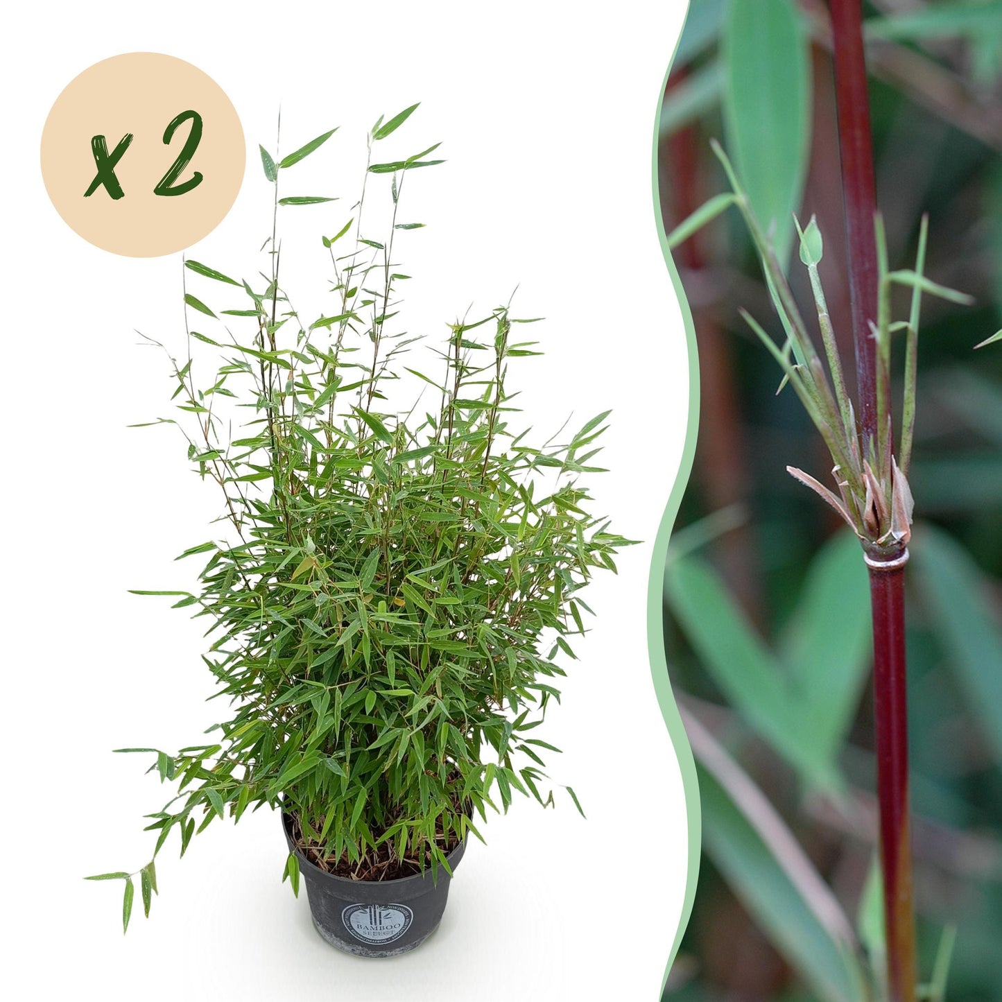 Fargesia nitida Red Dragon en pot avec une bulle indiquant la quantité x2, à côté d'un gros plan sur une tige rouge.