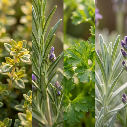 Mélange d'herbes italiennes : Gros plan des feuilles de thym, de romarin avec ses fleurs violettes, de persil et de lavande.