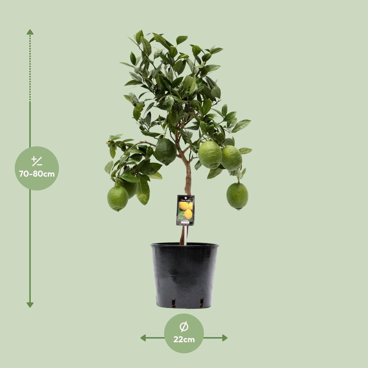 Dimensions du Citronnier livré : pot de 22 cm et hauteur de 80 cm