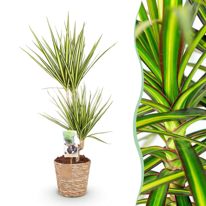 Plantes d'intérieur - Dracaena Sunray - Dragonnier - Peu d'entretien - avec panier - Vert - jaune - 1 Plante - Pot 17cm - Hauteur 70-75cm