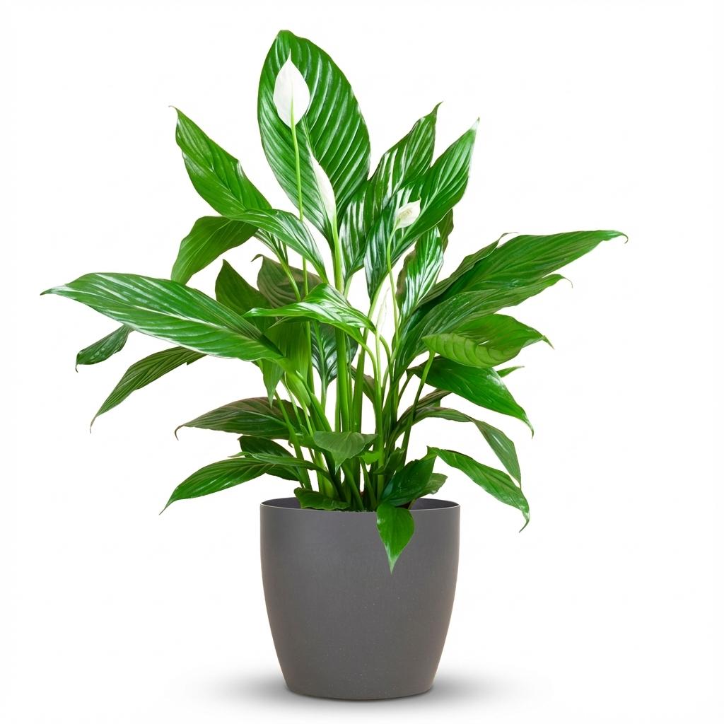 Spathiphyllum avec Potter gris - 80cm - Ø21