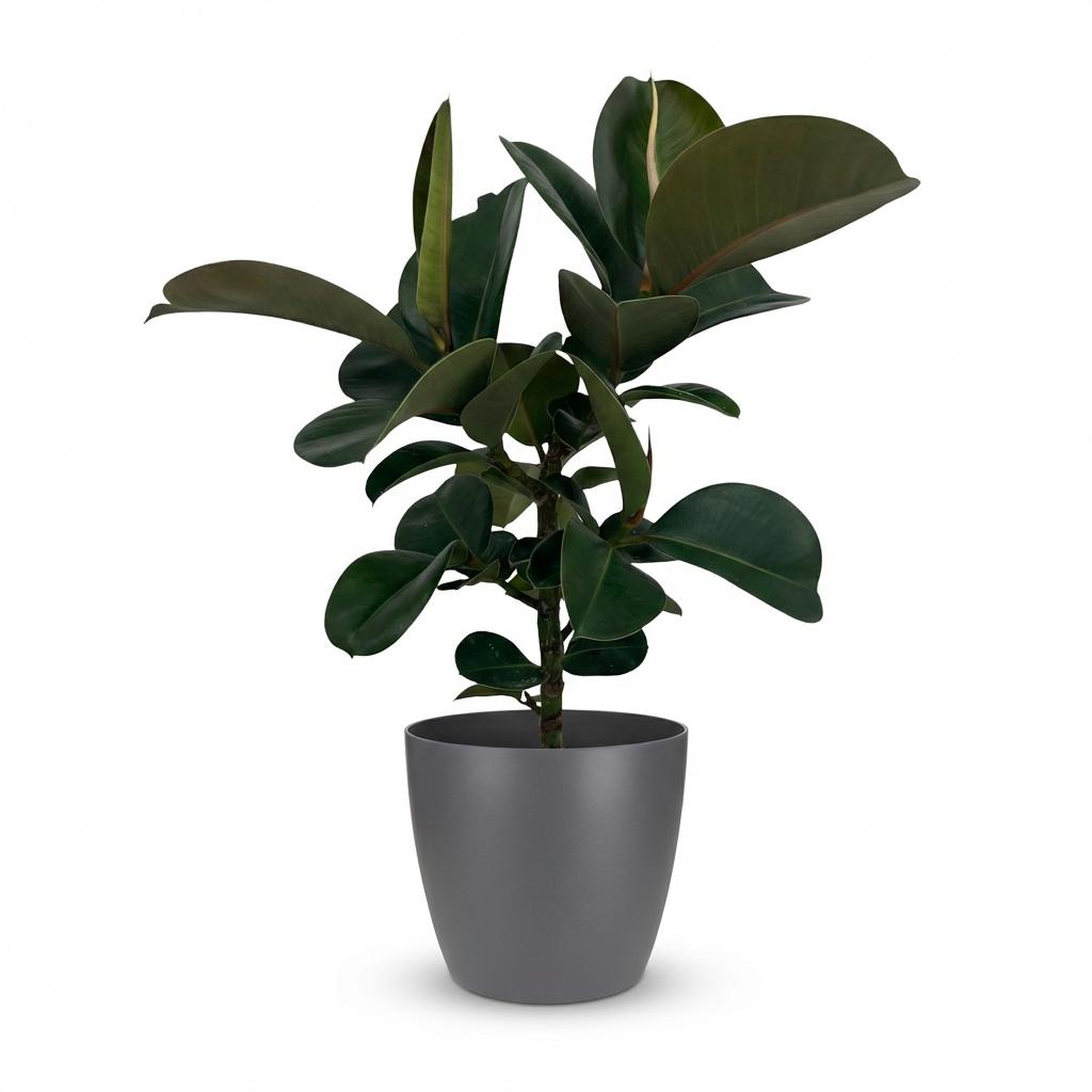 Plante d'intérieur - Plante caoutchouc - Ficus Elastica Cloe - Vert - Peu d'entretien - 1 Plante - avec Potter Gris - Pot 19cm - Hauteur 65cm