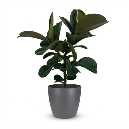 Plante d'intérieur - Plante caoutchouc - Ficus Elastica Cloe - Vert - Peu d'entretien - 1 Plante - avec Potter Gris - Pot 19cm - Hauteur 65cm