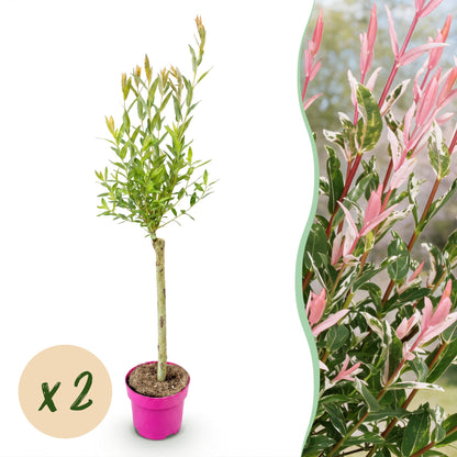 Salix Flamingo : plant en pot rose sur fond blanc avec pastille 'x2' et gros plan sur ses feuilles vertes panachées de blanc et de rose vif.