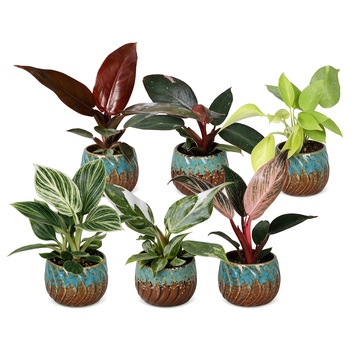 Lot de bébés Philodendron en pot de 6 cm, cache-pot cuivre et turquoise