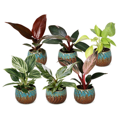 Lot de bébés Philodendron en pot de 6 cm, cache-pot cuivre et turquoise