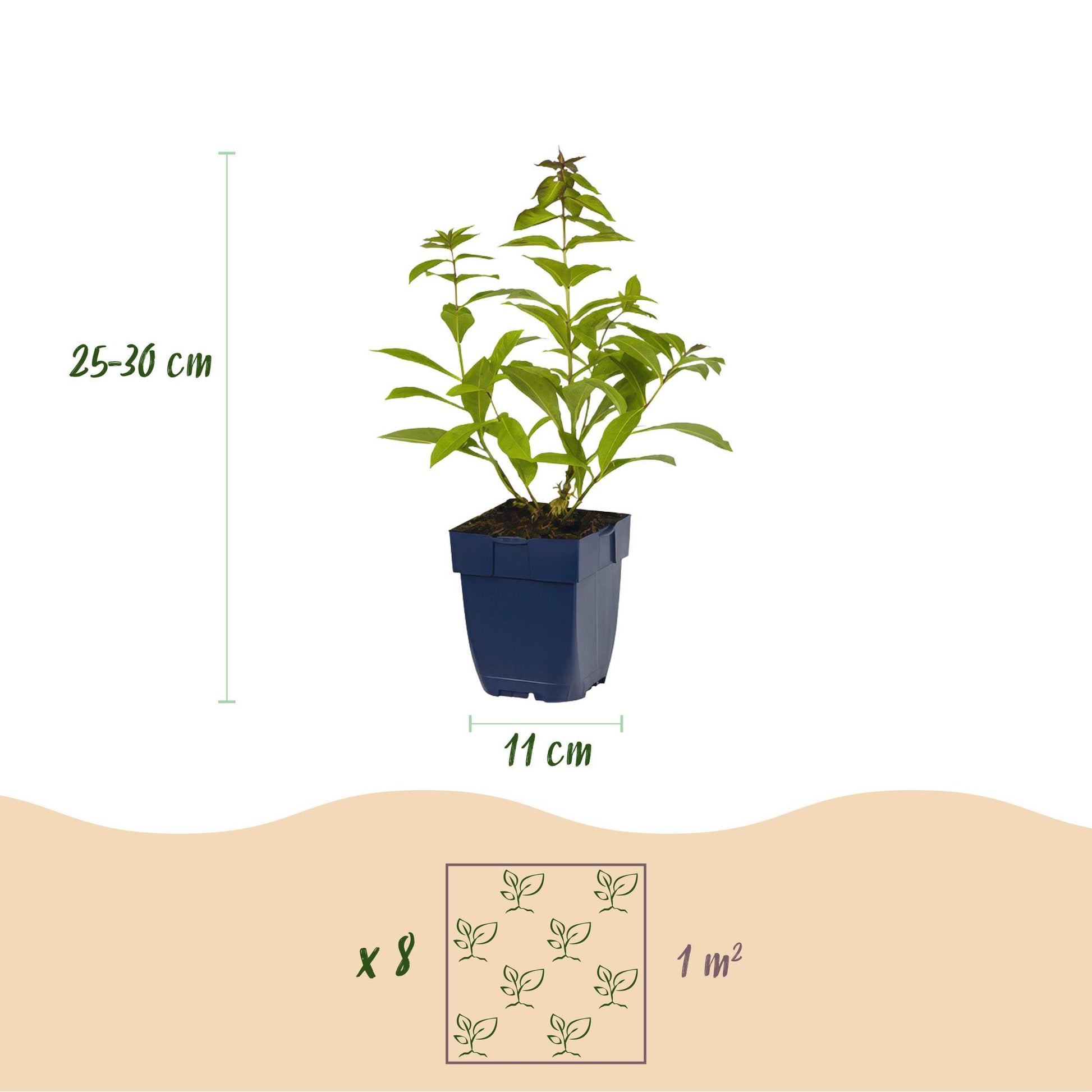 Plante vivace : illustration d'un jeune plant en pot bleu, avec les dimensions de 25-30 cm de hauteur et un pot de 11 cm. Un schéma indique 