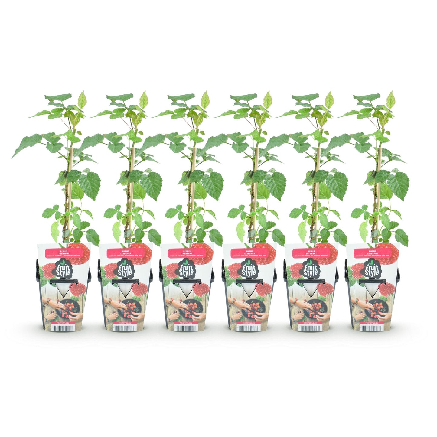 Rubus Tayberry : Six plants de tayberry 'Fruit Style' avec de jeunes feuilles vertes, en pots de 9 cm, alignés sur un fond blanc uni, prêts 