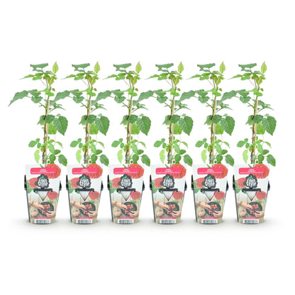 Rubus Tayberry : Six plants de tayberry 'Fruit Style' avec de jeunes feuilles vertes, en pots de 9 cm, alignés sur un fond blanc uni, prêts 