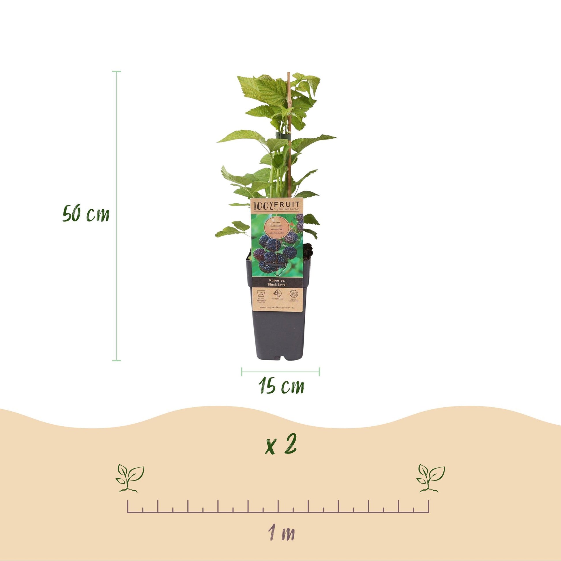 Rubus occ. Black Jewel : Schéma des dimensions (hauteur 50cm, pot 15cm) et espacement de plantation (1 mètre), lot de 2 plantes.