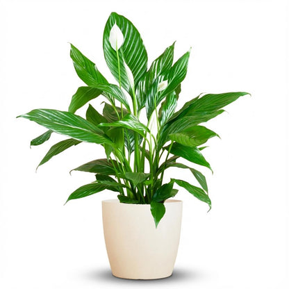 Spathiphyllum avec Potter blanc - 80cm - Ø21