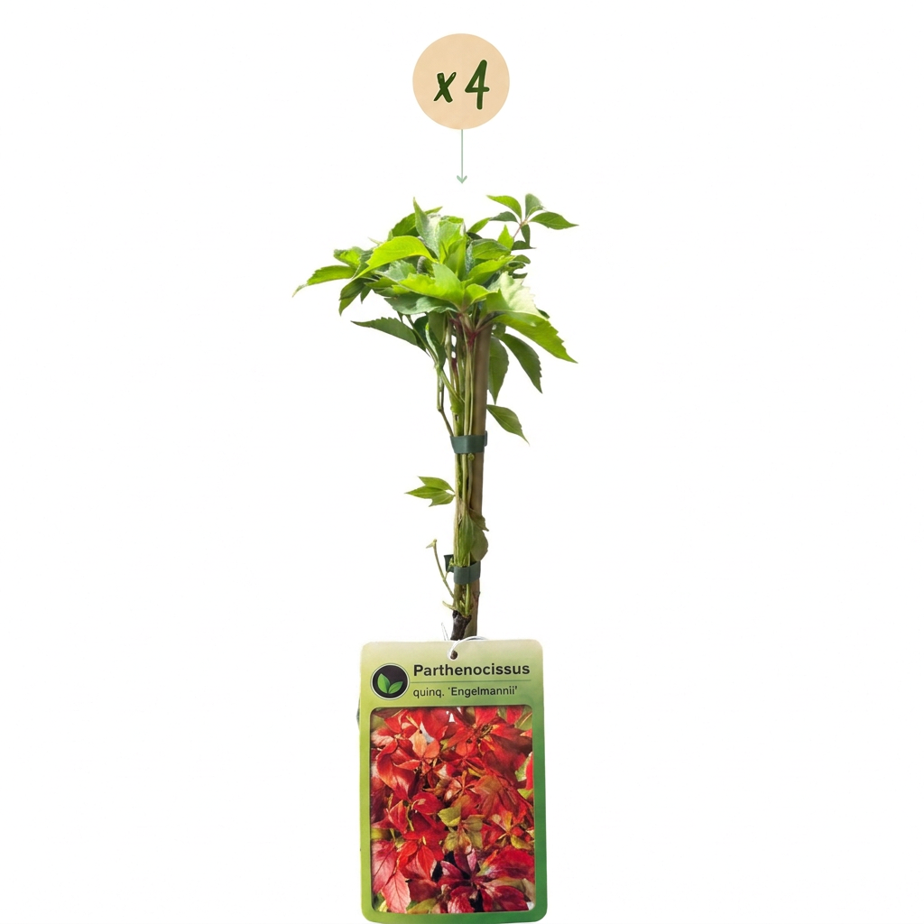 Vigne vierge d'Engelmann (Parthenocissus quinquefolia) - grimpante au feuillage flamboyant