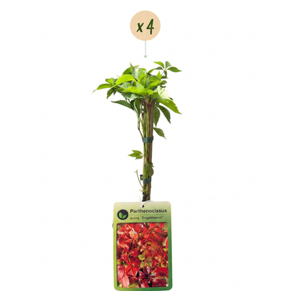 Vigne vierge d'Engelmann (Parthenocissus quinquefolia) - grimpante au feuillage flamboyant