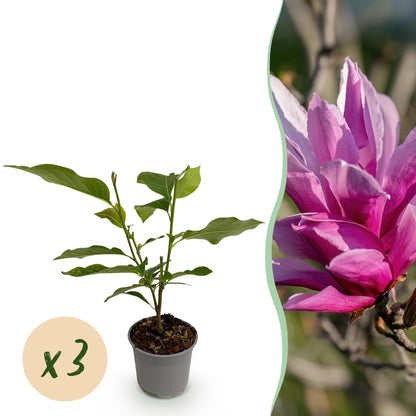 Magnolia liliiflora Nigra : jeunes plants en pot sur fond blanc avec pastille 'x3', et en gros plan fleur violette luxuriante.