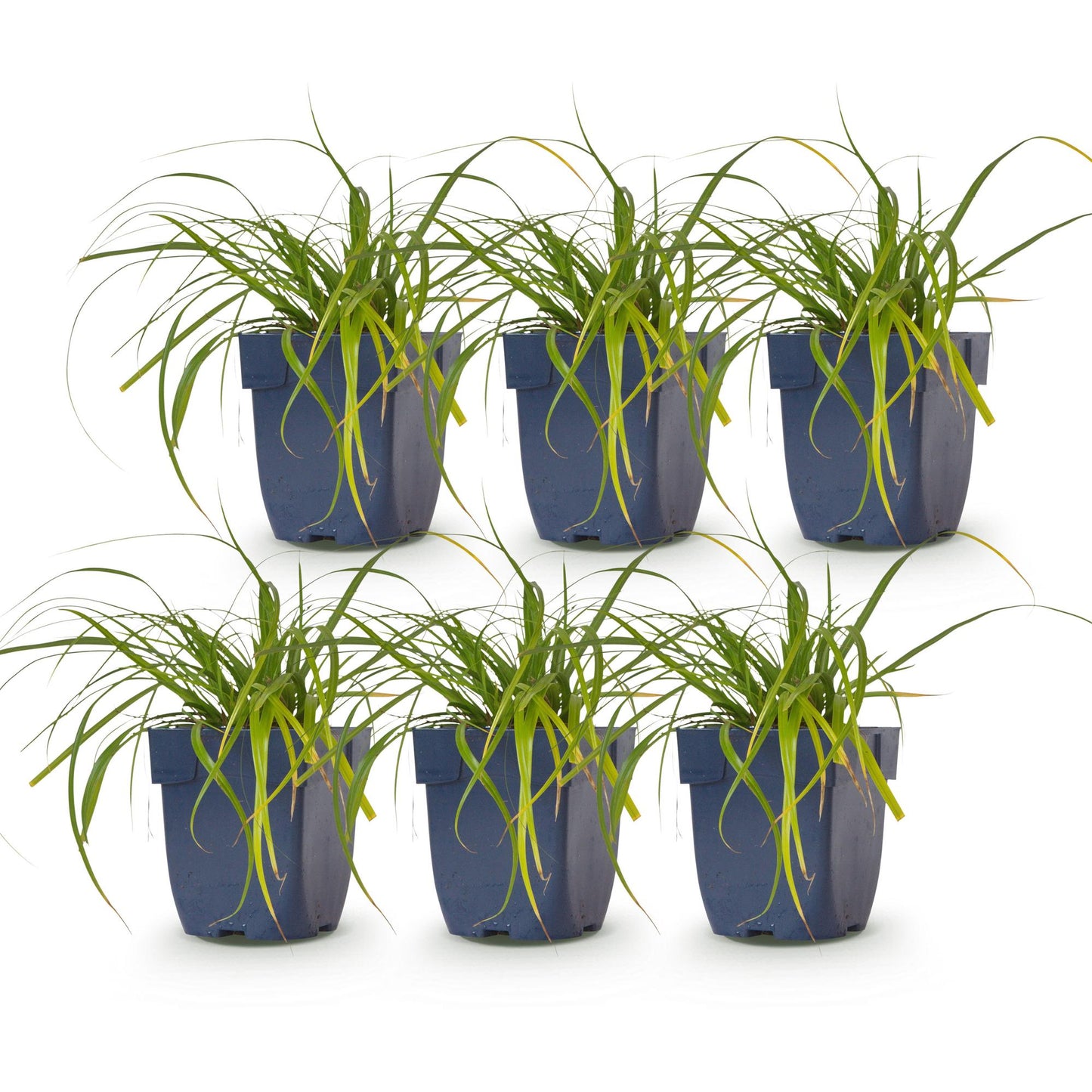 Carex oshimensis Evergreen - Laîche du Japon : Lot de 6 plants à feuillage persistant en pots de 11 cm, prêts à être plantés.