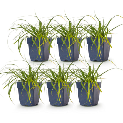 Carex oshimensis Evergreen - Laîche du Japon : Lot de 6 plants à feuillage persistant en pots de 11 cm, prêts à être plantés.