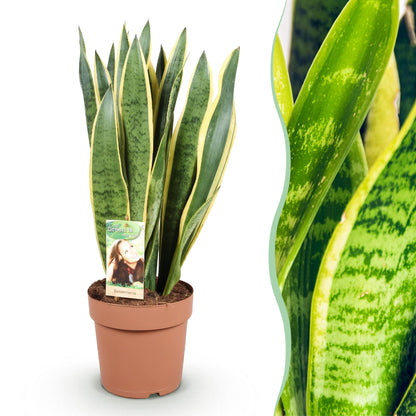 Plantes d'intérieur - Sansevieria Laurentii - Langue de belle-mère - Peu d'entretien - Vert - jaune - 1 Plante - Pot 21cm - Hauteur 70-80cm