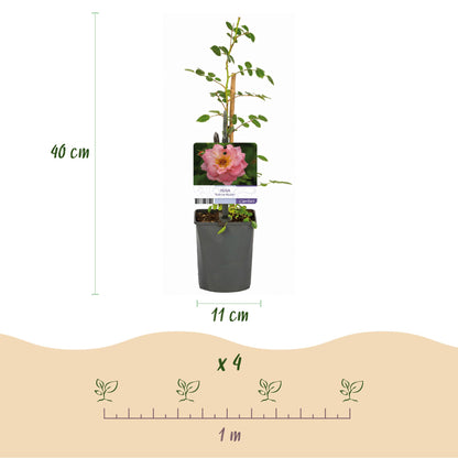 Rosier grimpant Rosa Salmon Queen. Schéma montrant la plante en pot de 11cm, hauteur 40cm, avec 4 plants pour 1 mètre d'espacement.