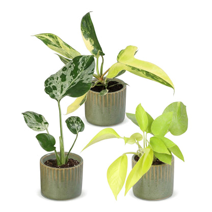 Bébés plantes rares en pot de 6 cm, 3 plantes, cache-pot vert olive