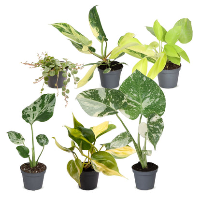 Bébés plantes rares en pot de 6 cm, 6 plantes, sans cache-pot