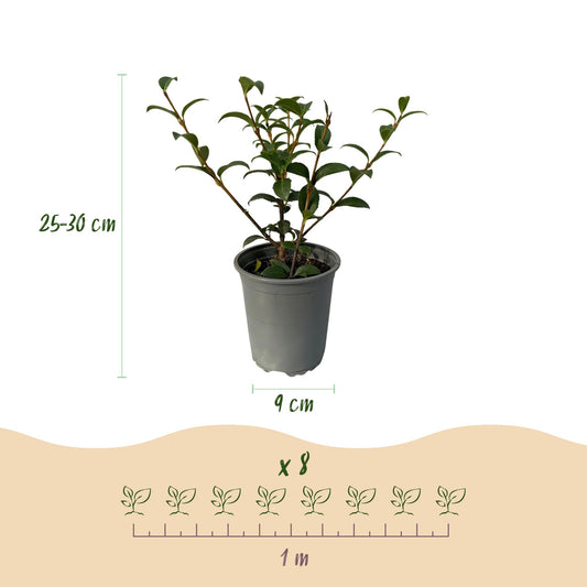 Osmanthus burkwoodii : jeune plant en pot, avec ses dimensions (hauteur 25-30 cm, pot 9 cm) et un schéma d'espacement pour 8 plants sur 1 m.