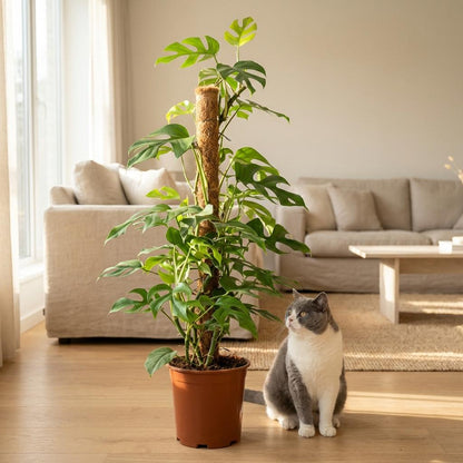 Plante d'intérieur - Mini Monstera - Monstera Minima sur Tuteur de Mousse - Vert - Entretien facile - 1 Plante - avec Pot Blanc - Pot 19cm - Hauteur 90cm