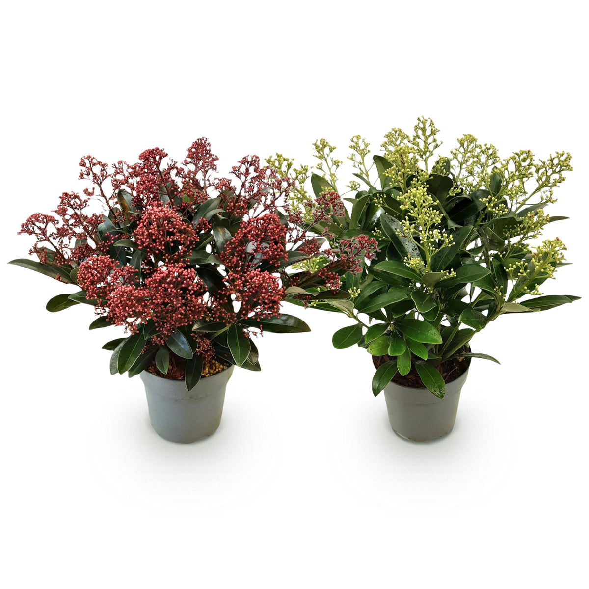 Skimmias en duo - lot de 2 plants en pot de 15 cm