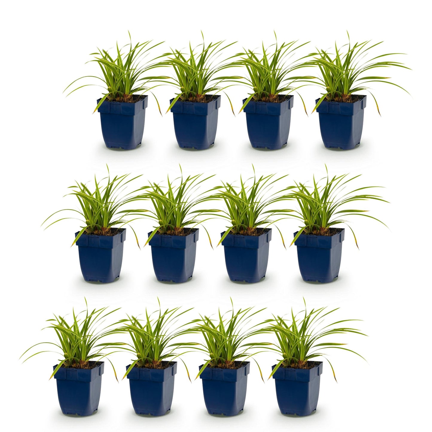 Carex morrowii Ice Dance : 12 plants en pot bleu, disposés en trois rangées, sur un fond blanc uni, pour une vente en lot.