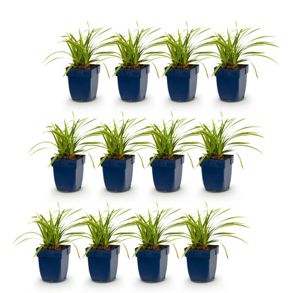 Carex morrowii Ice Dance : 12 plants en pot bleu, disposés en trois rangées, sur un fond blanc uni, pour une vente en lot.