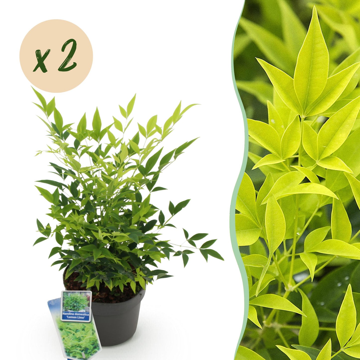 Nandina Lemon & Lime en pot sur fond blanc, avec une bulle 'x2' indiquant la quantité et un gros plan du feuillage vert-jaune éclatant.