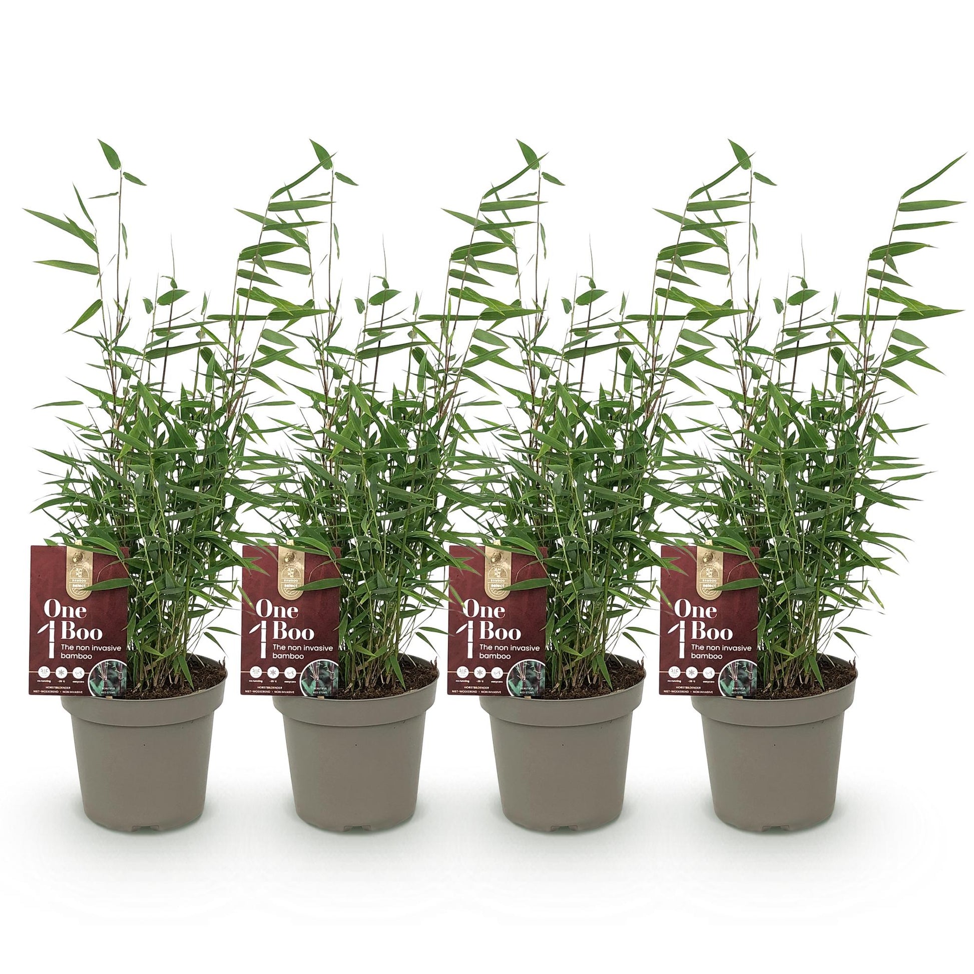 Bambou Fargesia Red Dragon : Lot de 4 jeunes plants de bambou non envahissant, vert, en pots sur fond blanc.