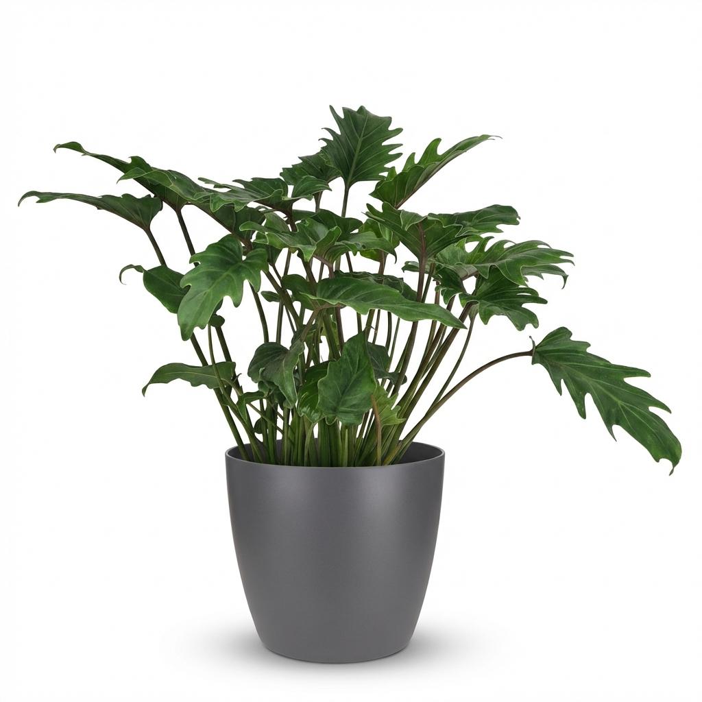 Plante d'intérieur - Philodendron - Philodendron Xanadu - Vert - Entretien facile - 1 Plante - avec Potter Gris - Pot 19cm - Hauteur 60cm