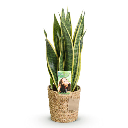 Plantes d'intérieur - Sansevieria Laurentii - Langue de belle-mère - Peu d'entretien - avec panier - Vert - jaune - 1 Plante - Pot 17cm - Hauteur 60-70cm