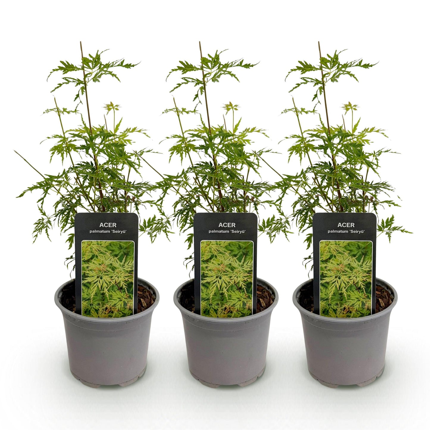 Acer palmatum 'Seiryu' : trois jeunes plants en pots gris, avec des feuilles vert clair finement découpées, sur un fond blanc uni.
