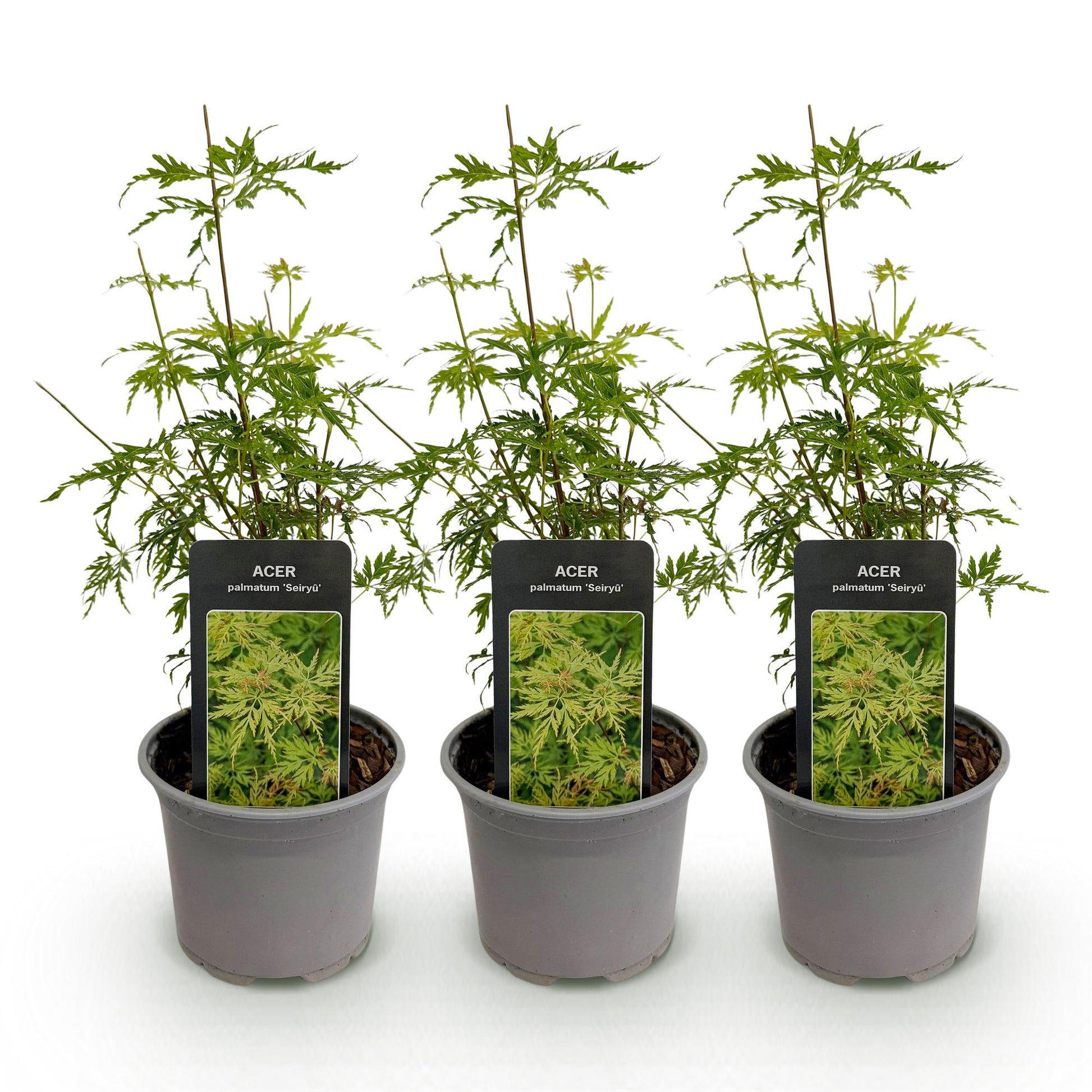 Acer palmatum 'Seiryu' : trois jeunes plants en pots gris, avec des feuilles vert clair finement découpées, sur un fond blanc uni.