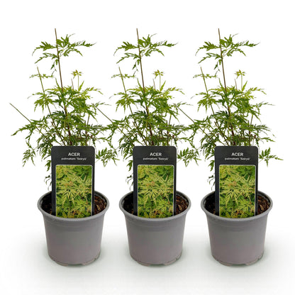 Acer palmatum 'Seiryu' : trois jeunes plants en pots gris, avec des feuilles vert clair finement découpées, sur un fond blanc uni.