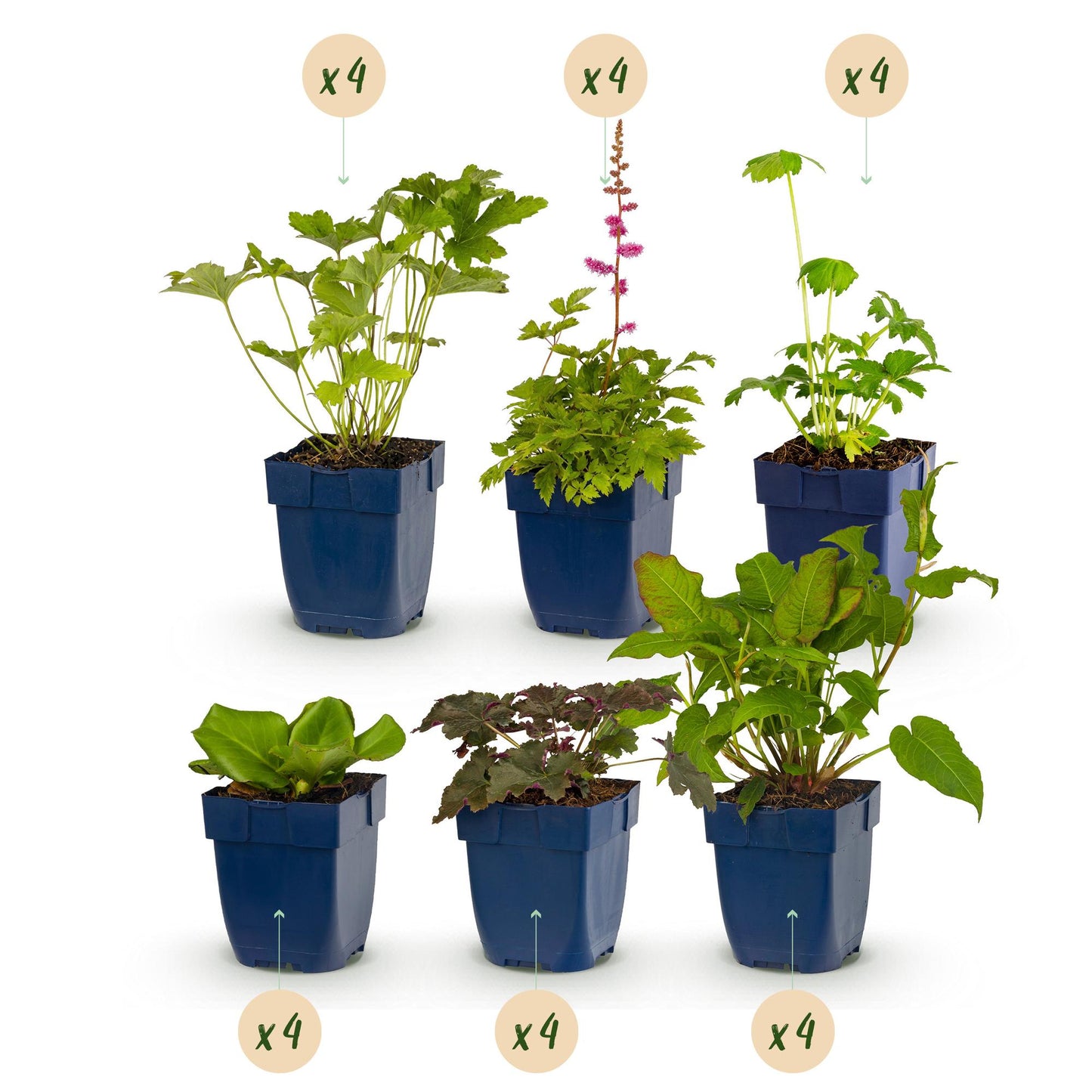 Plantes vivaces en pot de 11cm, assortiment pour massifs d'ombre avec fleurs et feuillages variés, hauteur 15-25cm, vendues en lot x4.