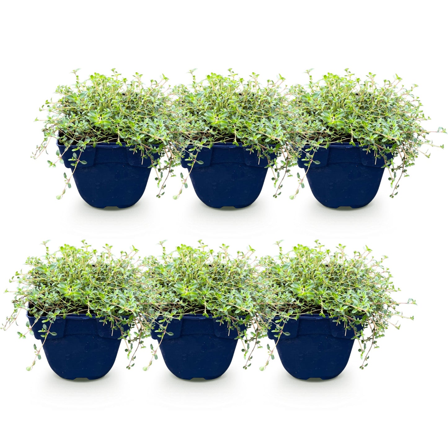 Thymus Tricolour, un lot de 6 plants de thym couvre-sol en pot de 11cm, avec un feuillage vert dense, sur fond blanc.
