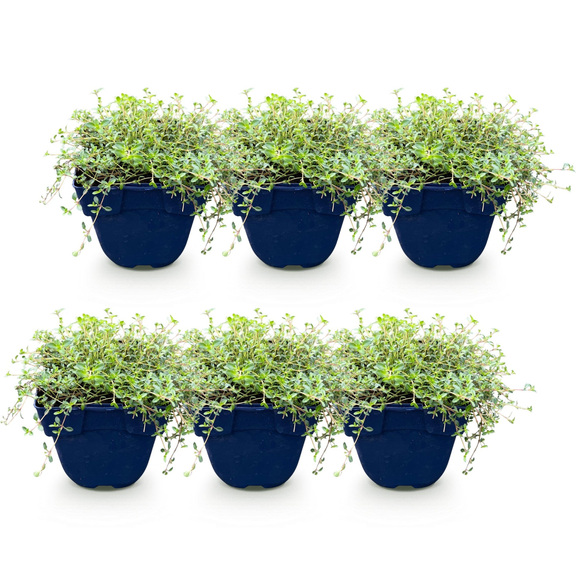 Thymus Tricolour, un lot de 6 plants de thym couvre-sol en pot de 11cm, avec un feuillage vert dense, sur fond blanc.