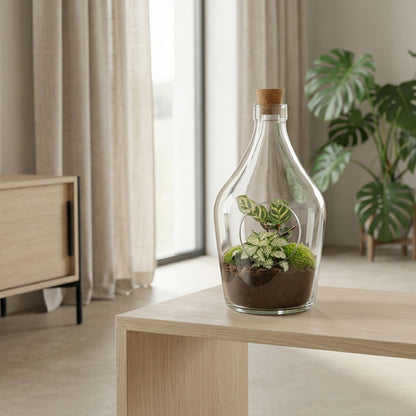 Terrarium ouvert en bouteille de verre 3 L avec Calathea ou bonsaï et Fittonia, hauteur 30 cm