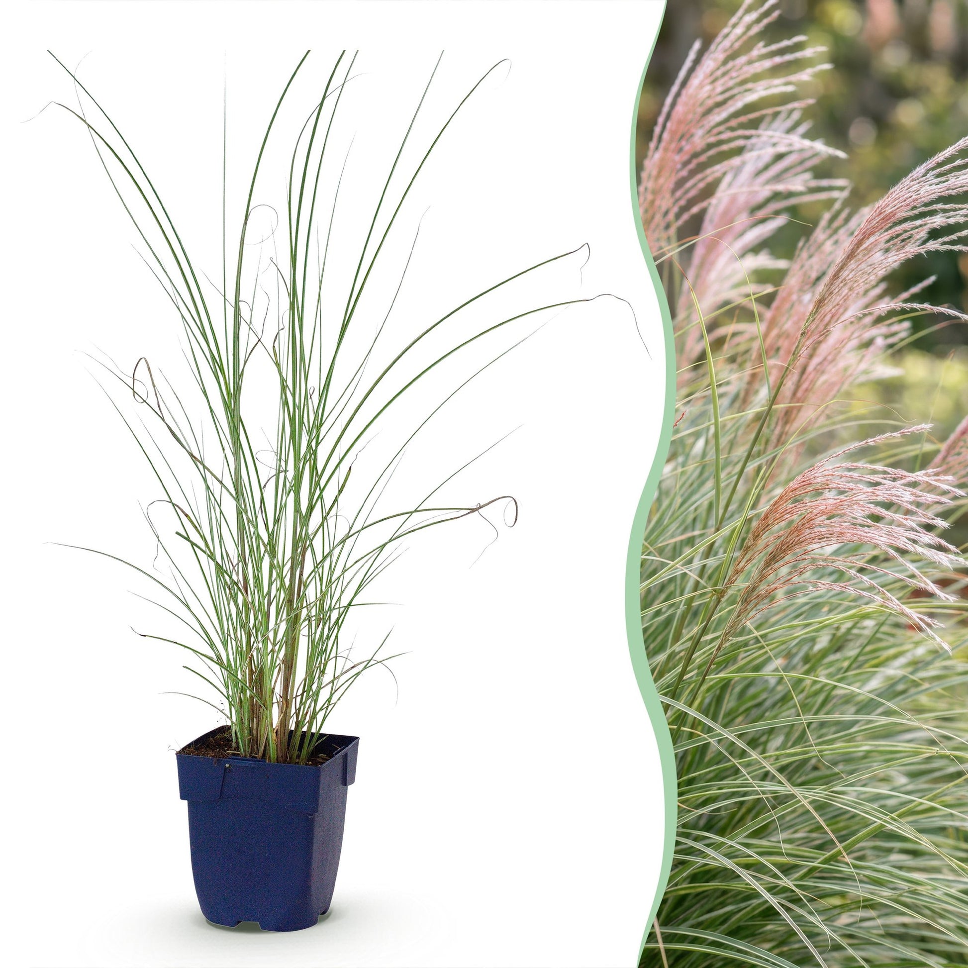 Miscanthus sin. Morning Light, jeune plant en pot accompagné d'une photo d'herbe de la Pampa en fleur dans un jardin.
