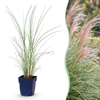 Miscanthus sin. Morning Light, jeune plant en pot accompagné d'une photo d'herbe de la Pampa en fleur dans un jardin.