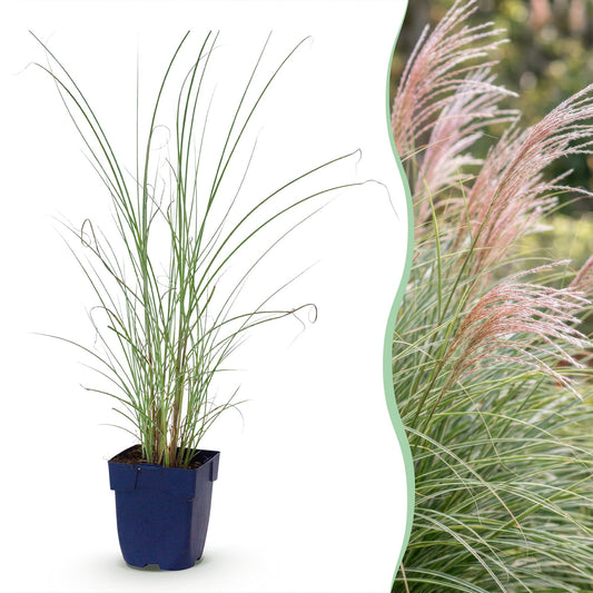 Miscanthus sin. Morning Light, jeune plant en pot accompagné d'une photo d'herbe de la Pampa en fleur dans un jardin.