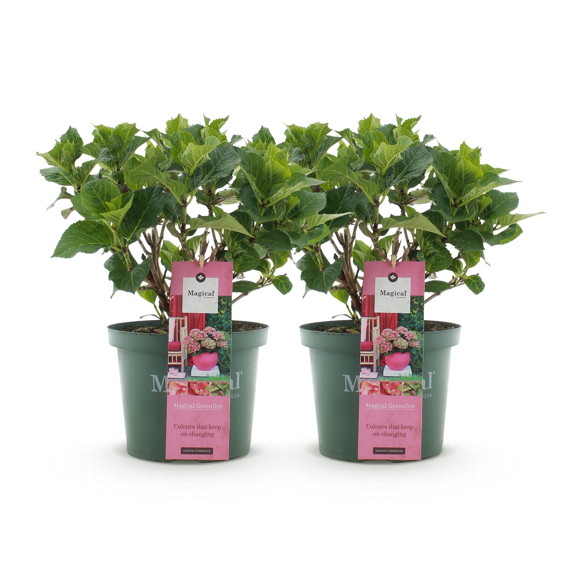 Hortensia Magical Green Fire. Lot de deux hortensias en pots verts, avec de jeunes feuilles vertes et des étiquettes roses.