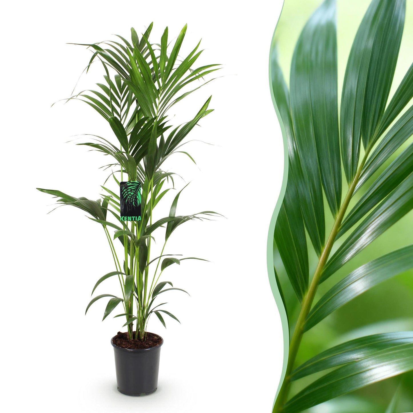 Plante d'intérieur - Howea Forsteriana - Palmier Kentia - Peu d'entretien - Vert - 1 plante - Pot 24cm - Hauteur 140-150cm