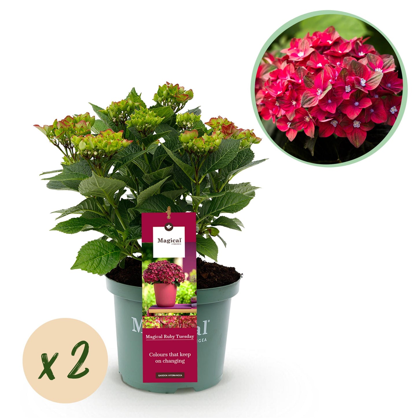 Hortensia Hydrangea Magical Teusday & Saphire en pot sur fond blanc, avec pastille 'x2' et photo gros plan des fleurs rouges.