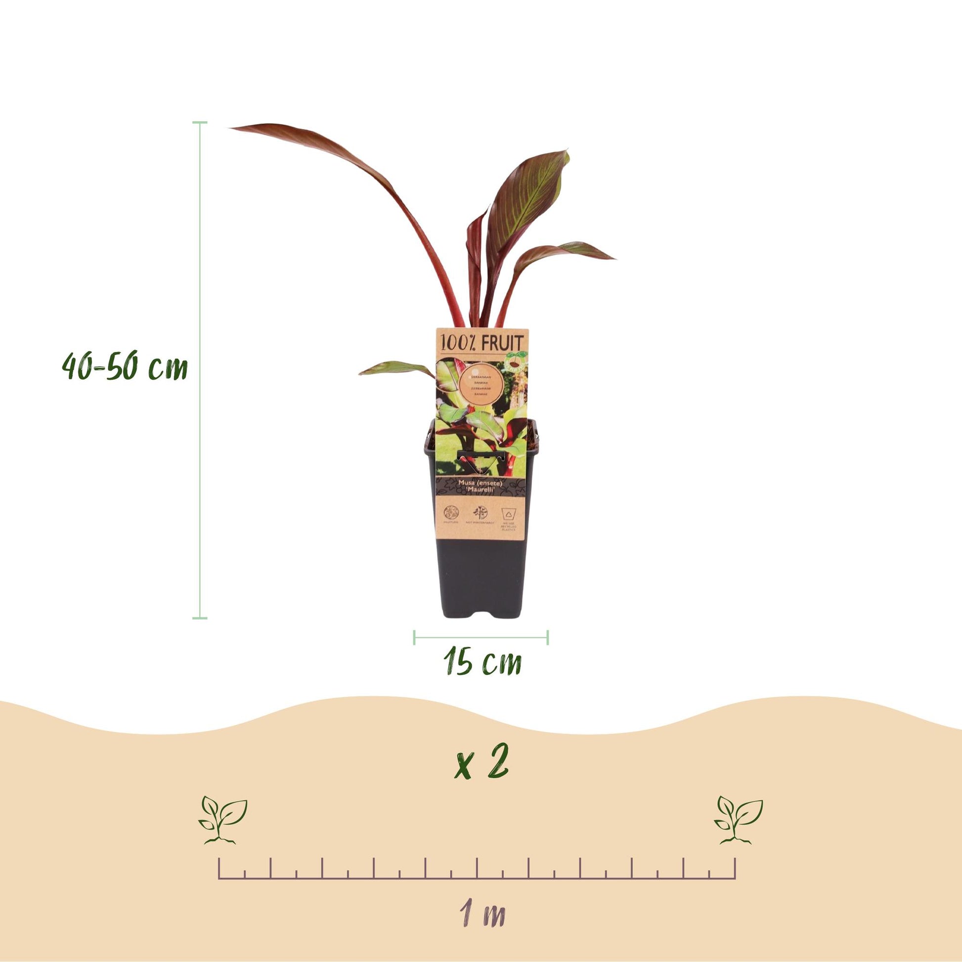 Musa ensete Maurelli. Schéma d'une plante de bananier rouge et vert indiquant une hauteur de 40-50 cm, un pot de 15 cm et une suggestion d'e